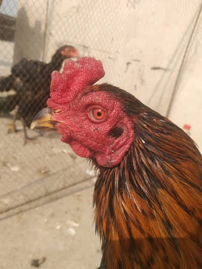 Aseel Thai | Imported Burmi pakoya |king size shamo| pakistani Aseel