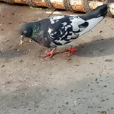 rampuri femel for sale