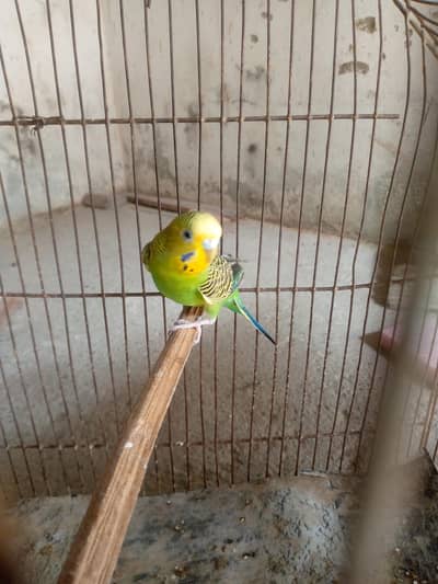 budgie pair for sale