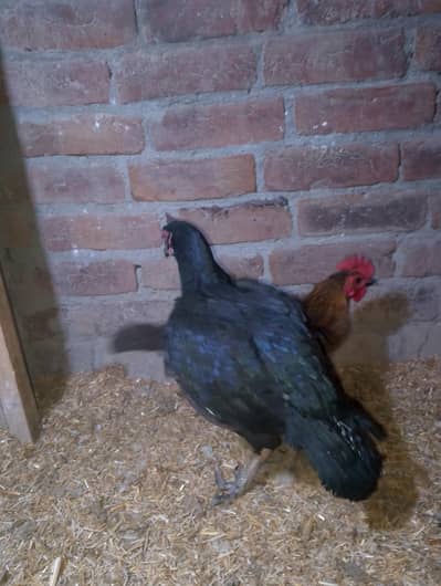 desi murgia  1 Aseel murgi /03147338221