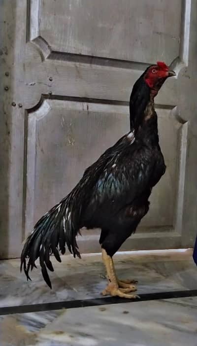 lassani mushka pure band gaddi ka murgha