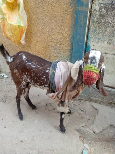 Makhi chene cross bread