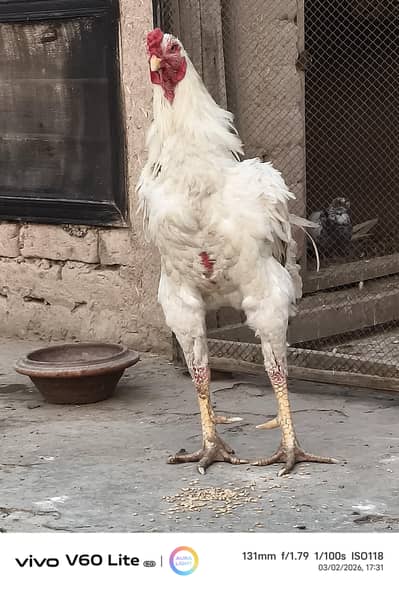 white aseel breeder murga