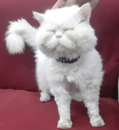 Piki Bloodline Punch face type Cat Male