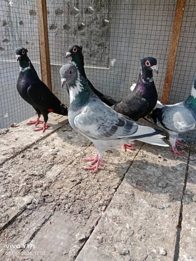 patez. khaal. pishiori