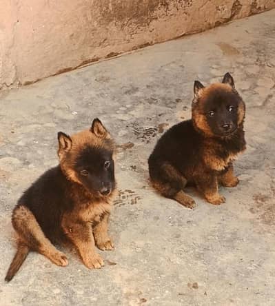 German Shepherd male male long code for sale
