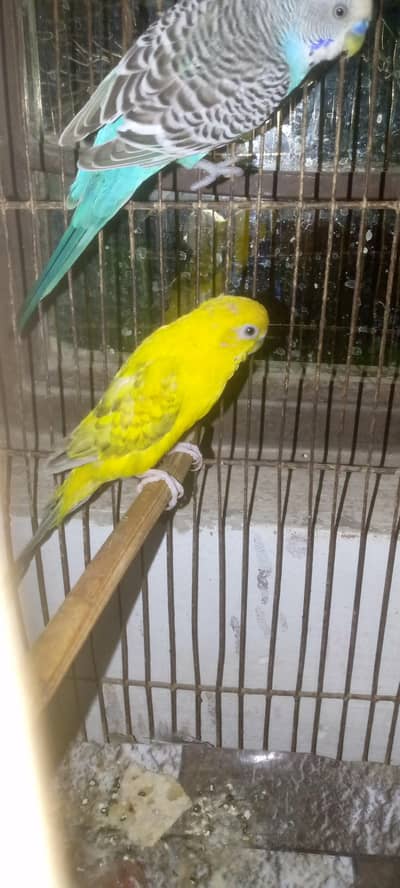 budgie pair for sale