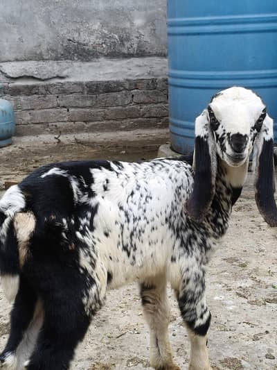 bakri Makhi cheeni pathe for sell available
