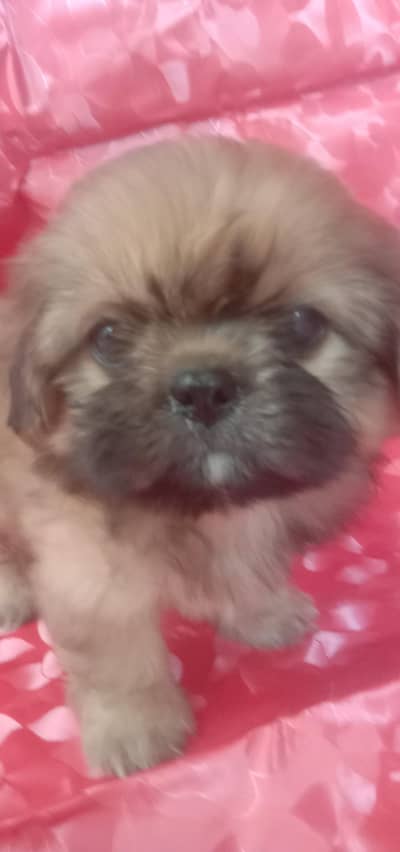 Shihtzu puppy female