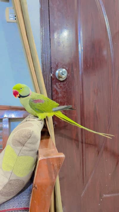 Raw alexander Healthy and active talking face to face