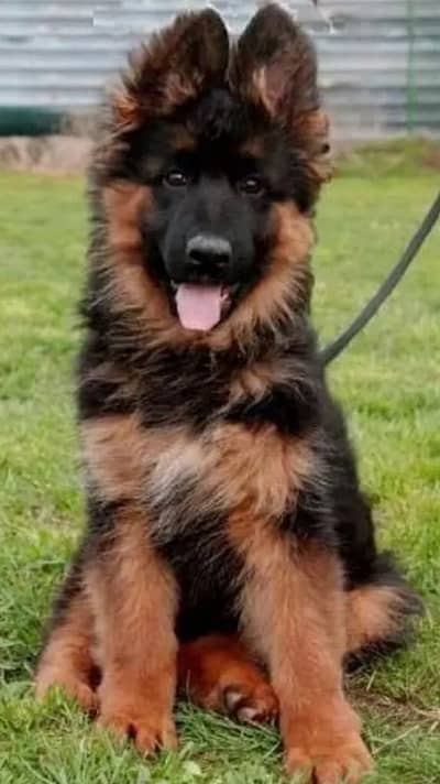 German Shepherd 03262839519