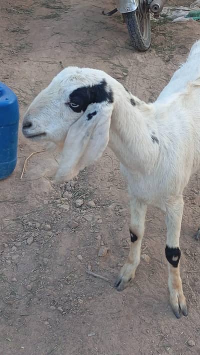 Milking goat at reasonable price