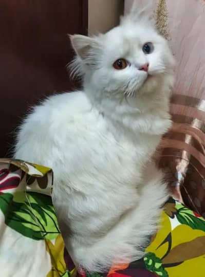 1 female cat 2 Male Cat