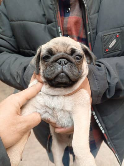 pug puppies 03425655411