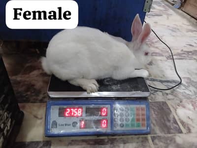 new Zealand white rabbit pair for sale