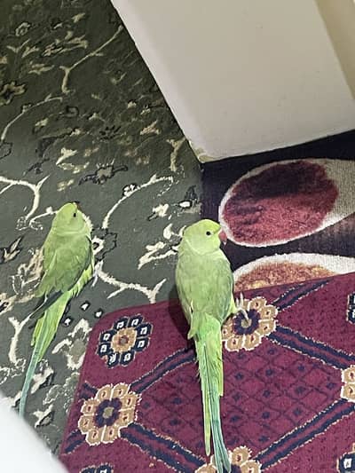 Parrot ls for sale