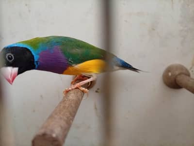 red eyes split golfdian male available for sale