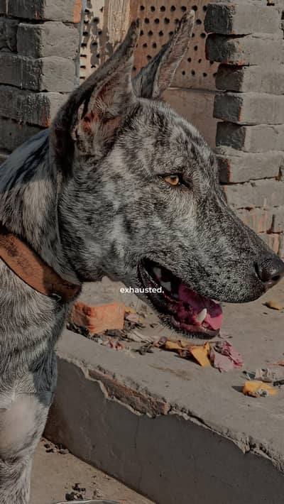 bully cross dog For sale