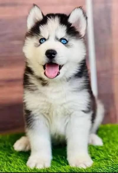 Siberian husky puppies 03425655411