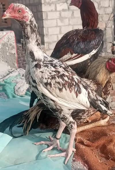 cheena patha for sale for shokeen hazraat