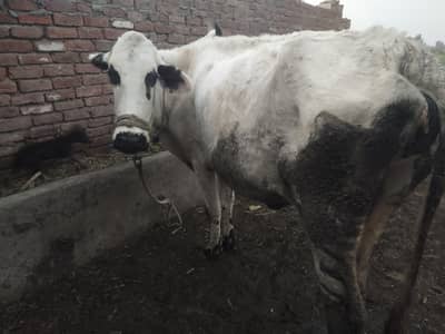 fression sahiwal cross cow