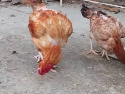 healthy and active hen 4 female 1 male ,,,,03153248665 what's up no