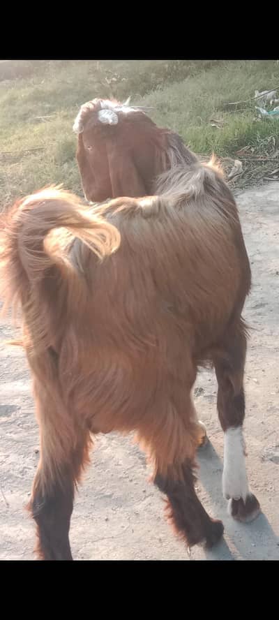 pahari Bakra both payara ha