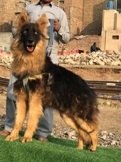 German Shepherd long coated male 6 month for sale