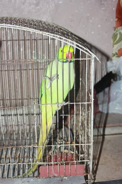 Parrot pair katha