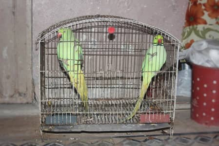 Parrot pair katha