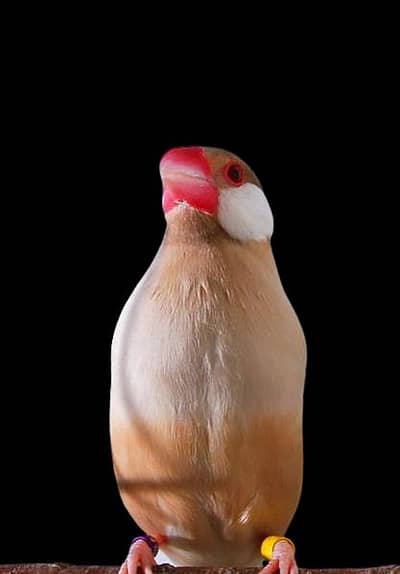 Fawn or Opal Java Pair With Chicks in just 5500 /03222088869