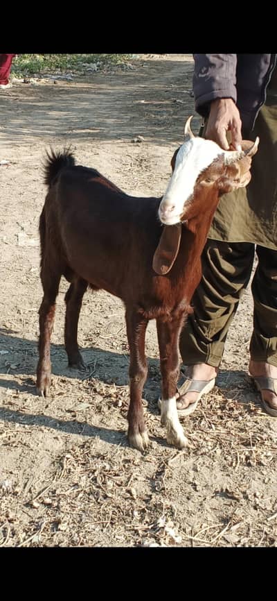 Chamba biser beautufull bakra