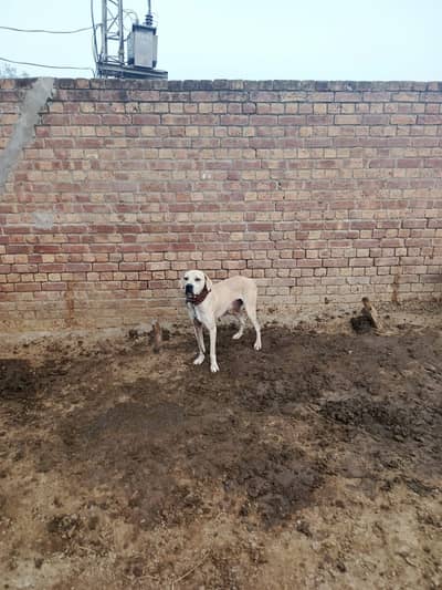 Bully Dog | Gultair Pupps | Security dog | Bully Pupps For sale