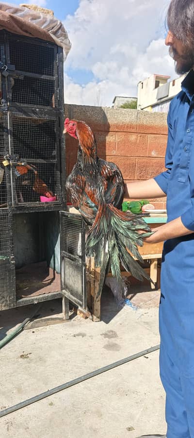 aseel khajuri or hera patha