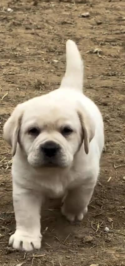 Labrador puppies 03425655411