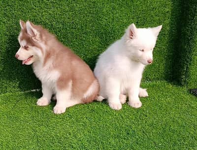 Siberian husky puppies 03425655411