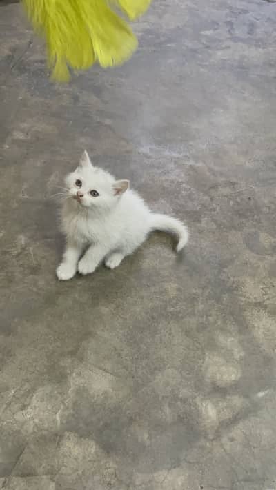 / Persian kitten / Double coated kitten /03247627801