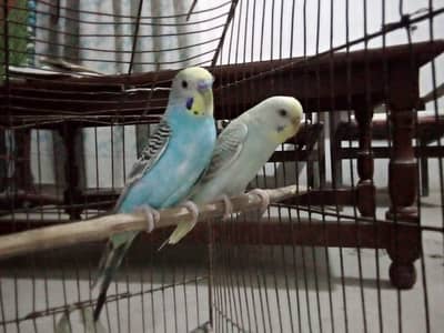 budgie pair for sale %100 percent breeder