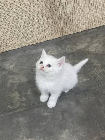 Persian kitten / Double coated / Male kitten/03247627801 WhatsApp