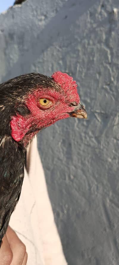 aseel jawa patha for sale