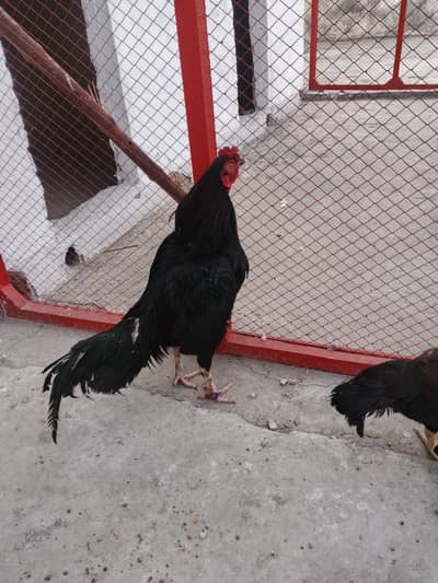 High quality mushka aseel breeder pair