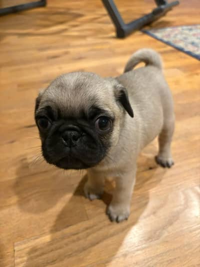pug puppies 03425655411