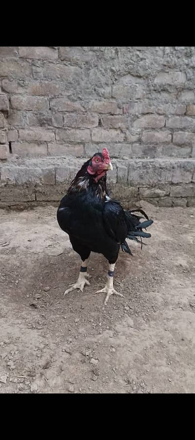 Lassai Aseel Murga Or Madi