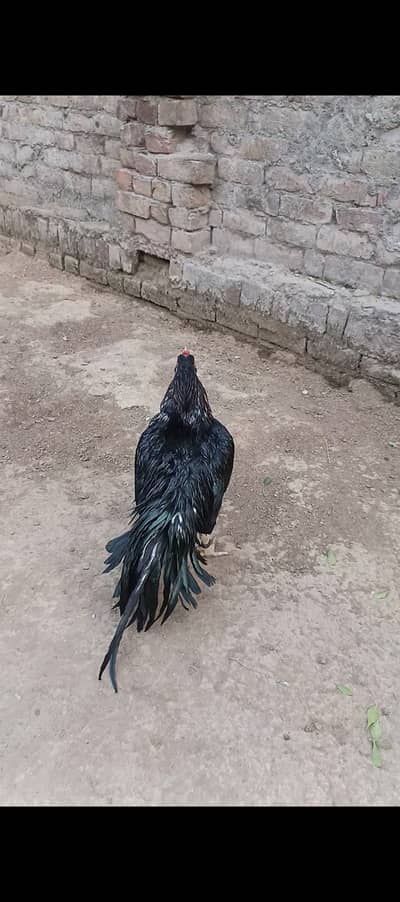 Aseel murga high quality