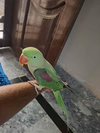 Female Raw parrot for Sale