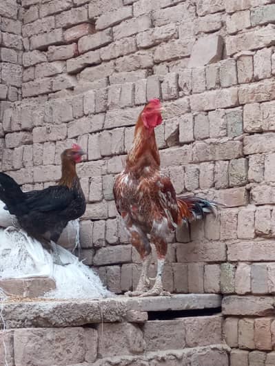 Pure Aseel babar sher murga