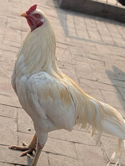 Hira murgha For sale