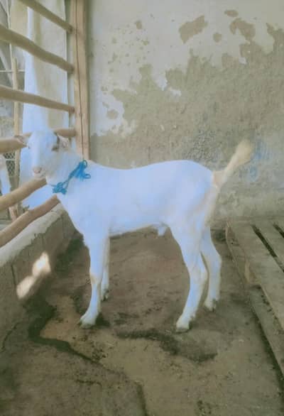 Teddy Munda Bakra Gulbai  Breeder Quality pointed Ear's quality