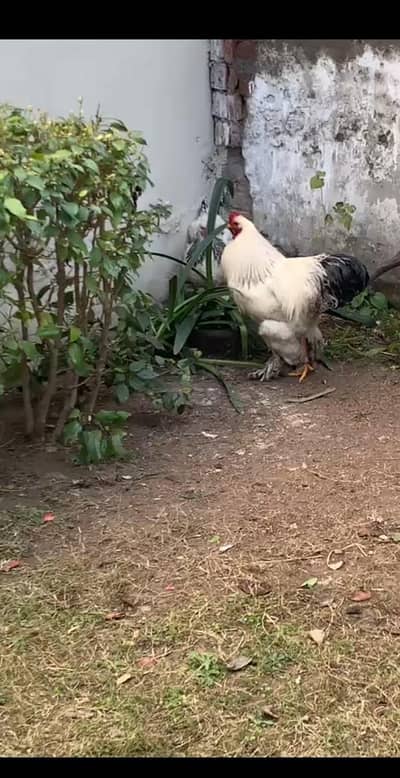 brahma breeder pair female egg laying