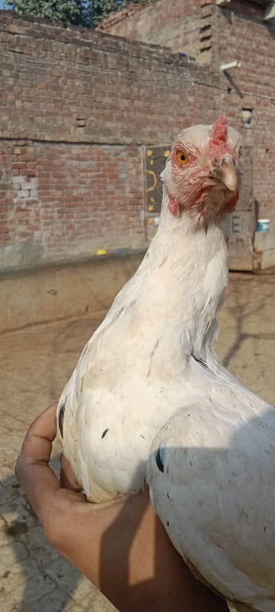 kurak murgi h sale03167183520yah mare whtasapp namber h